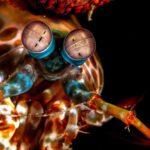 The Extraordinary Eyes of Nature