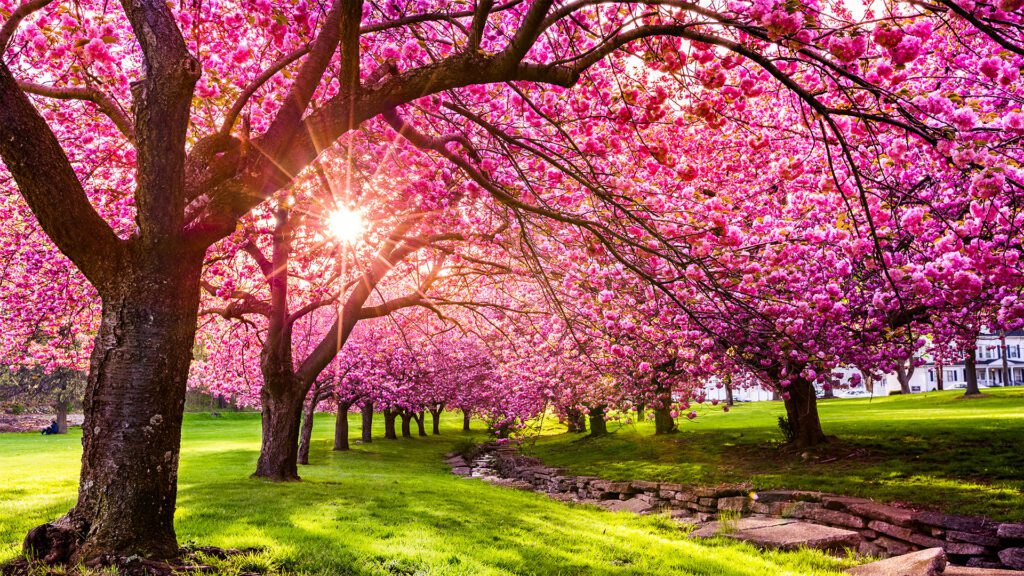 Spring Traditions on the Hill