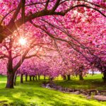 Spring Traditions on the Hill