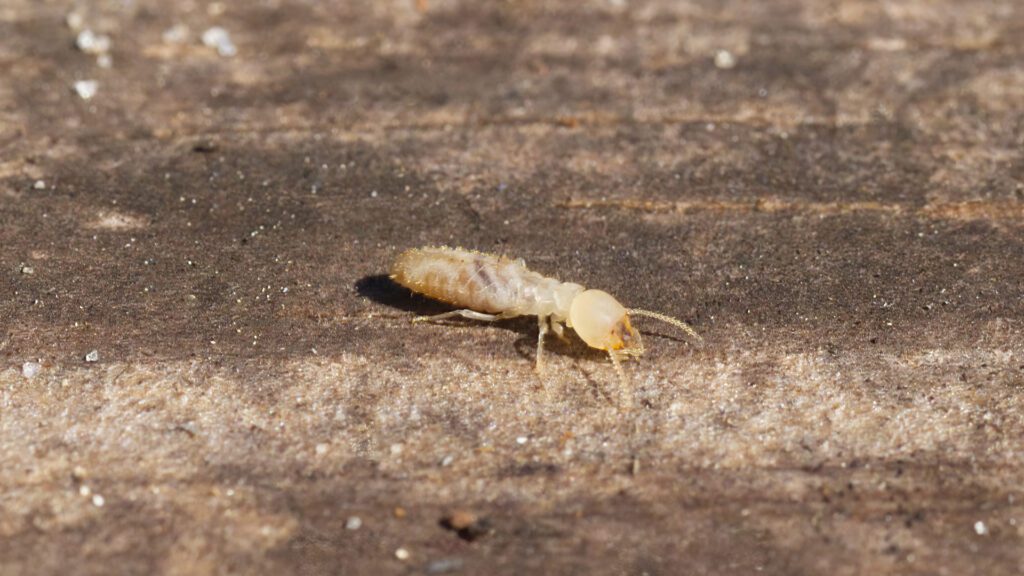 Stopping the Silent Destroyers: Effective Control of Subterranean Termites