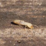 Stopping the Silent Destroyers: Effective Control of Subterranean Termites