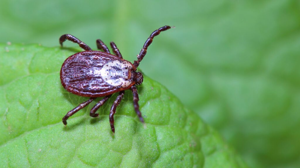 Ick… It’s a Tick!! May is Lyme Disease and Tick-Borne Disease Awareness Month