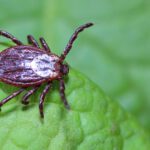 Ick… It’s a Tick!! May is Lyme Disease and Tick-Borne Disease Awareness Month