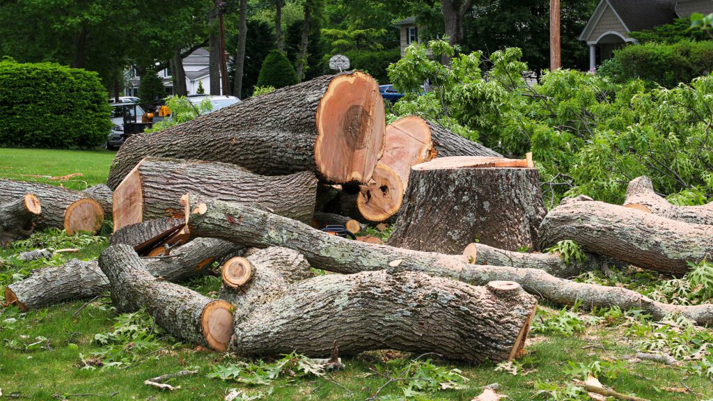 Watch Out for That Tree!! Expert Tree Removal and Proper Tree Pruning