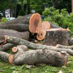 Watch Out for That Tree!! Expert Tree Removal and Proper Tree Pruning
