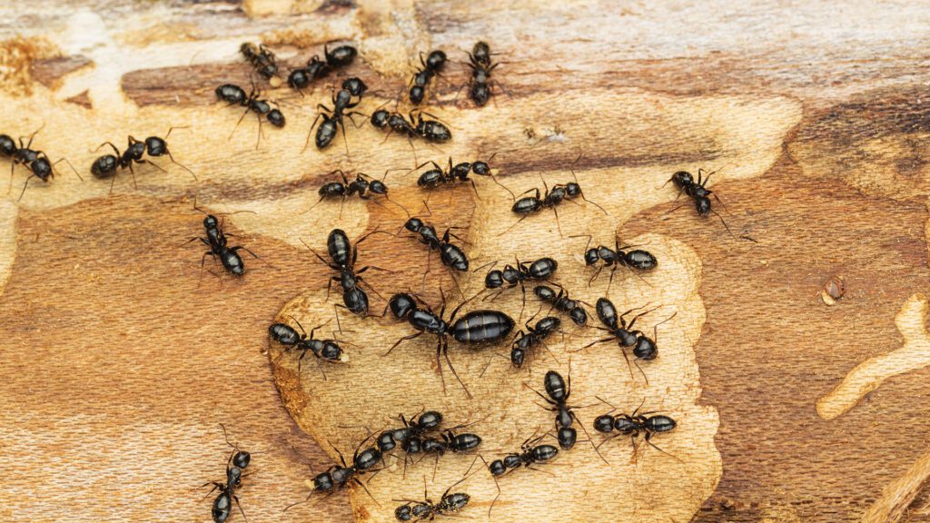 Carpenter Ants Often Mistaken for Termites