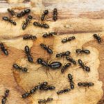 Before You Call Pest Control: What Should You Do?
