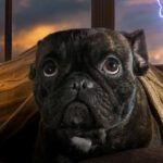 Storm Anxiety in Pets: Helping Them Feel Safe During Summer Weather