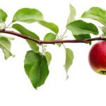 Why Your Fruit Trees Aren’t Producing — And Solutions that Bear Fruit