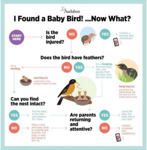 BABYBIRDS-Wild Birds Unlimited of Dripping Springs