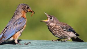 Bird and worm