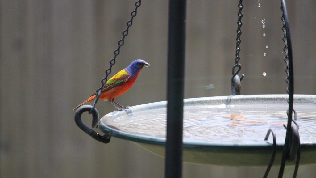 Hard Working Birds of Summer