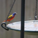 Hard Working Birds of Summer