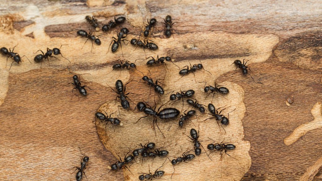 Carpenter Ants Often Mistaken for Termites