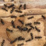 Carpenter Ants Often Mistaken for Termites