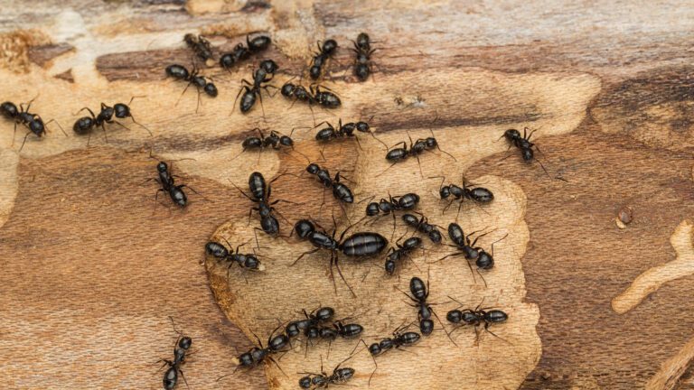 Carpenter Ants Often Mistaken for Termites