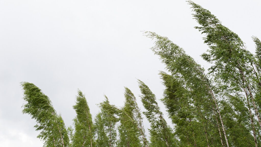 Summer Storm Damage: What Homeowners Should Watch For