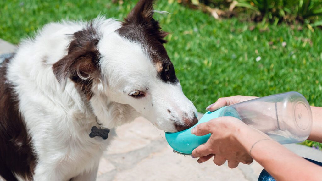 Hydration Matters: Keeping Pets Cool, Healthy and Safe This Summer