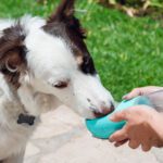 Hydration Matters: Keeping Pets Cool, Healthy and Safe This Summer