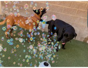 Bubbles dog-Dog-Camp Bow Wow (Dempsey)