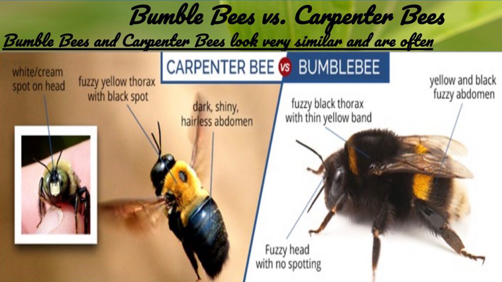 Bumble bees vs. carpenter bees Integrity Pest Management, LLC