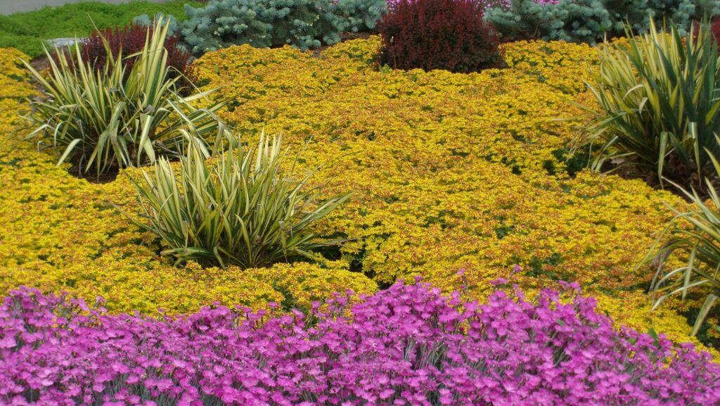 Chasing Infinite Blooms: The Secret to a Yard in Constant Motion