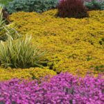 Chasing Infinite Blooms: The Secret to a Yard in Constant Motion