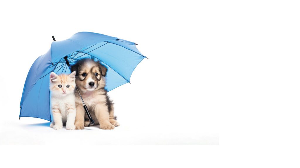 Pet Insurance: A Vet’s Honest Take