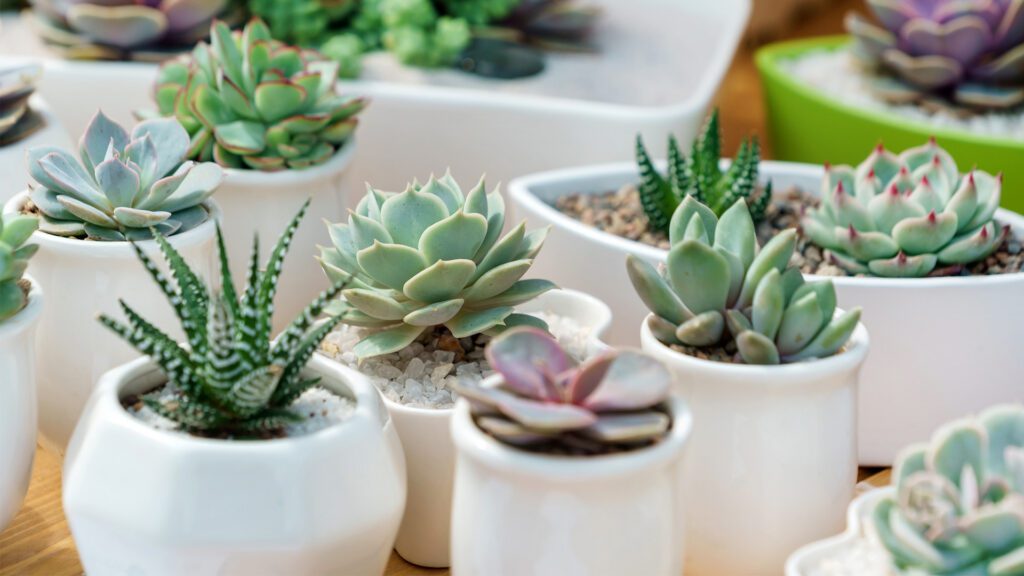High-Summer Succulents: Low-Water Luxury for Oxford Patios