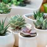 High-Summer Succulents: Low-Water Luxury for Oxford Patios