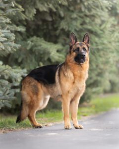 Coombs Kennels bruno dog