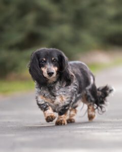 Coombs Kennels bear dog