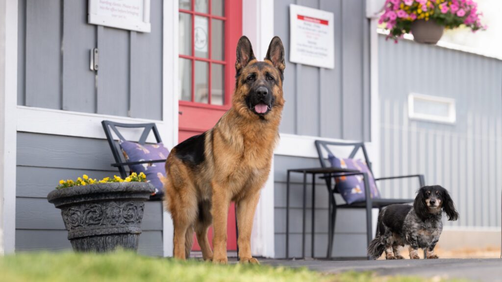 Bruno & Bear: Brothers on Vacation