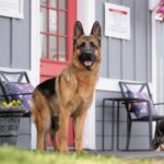Bruno & Bear: Brothers on Vacation