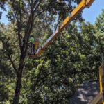 The View From 70 Feet Up: Why I Treat Your Lawn Like My Own