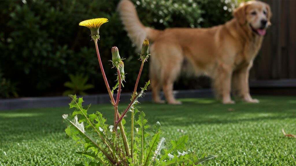 Artificial Turf Isn’t Maintenance-Free: What Every Homeowner Should Know