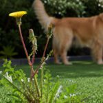 Artificial Turf Isn’t Maintenance-Free: What Every Homeowner Should Know