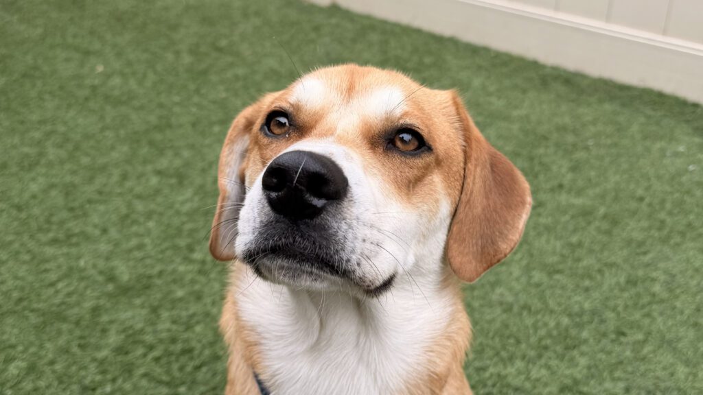 July Dog Safety in Southeast Michigan: Keeping Your Canine Happy and Healthy All Summer Long