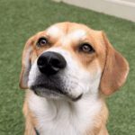 July Dog Safety in Southeast Michigan: Keeping Your Canine Happy and Healthy All Summer Long