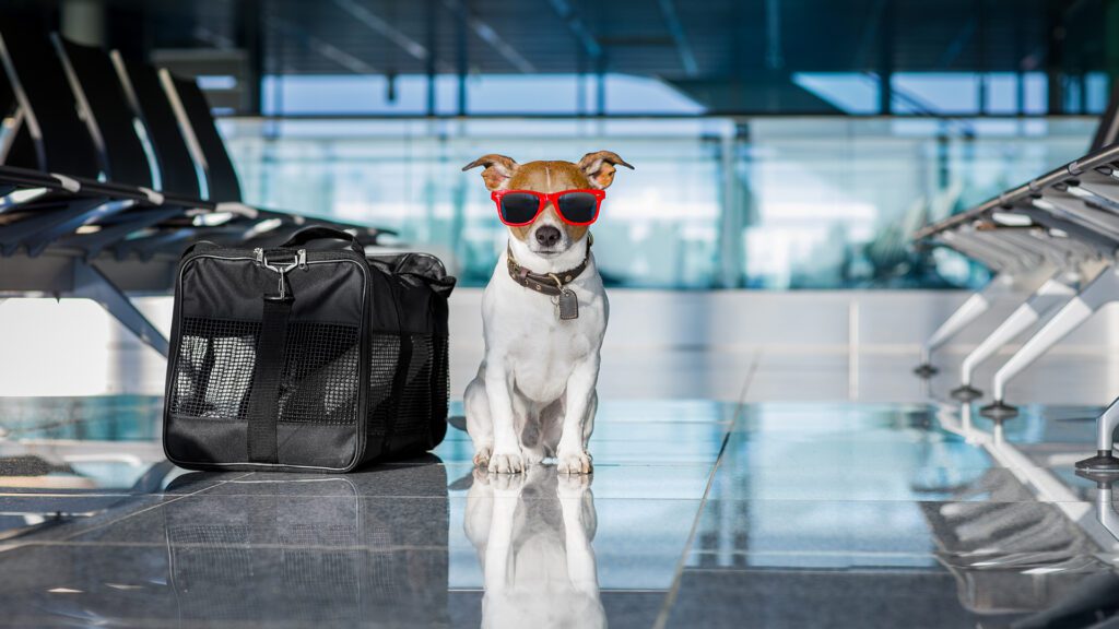 Is Your Pet Ready to Fly? What Owners Should Ask Before Booking- Danbury Animal Hospital and Avolar Pets