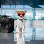 Is Your Pet Ready to Fly? What Owners Should Ask Before Booking- Danbury Animal Hospital and Avolar Pets