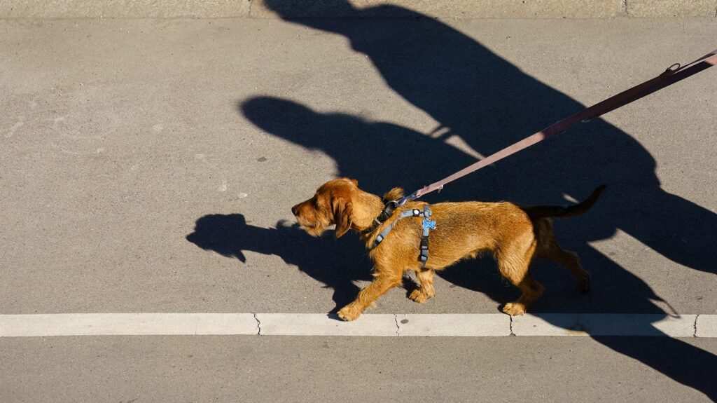 Hot Pavement Can Be Dangerous For Your Pet