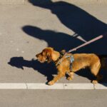 Hot Pavement Can Be Dangerous For Your Pet