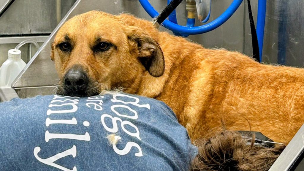 Dog resting on woman Scenthound Rosemount