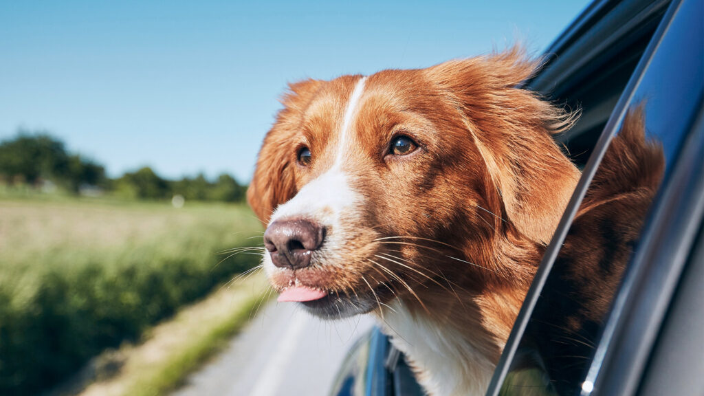 Hitting the Road This Summer? Don’t Forget Your Four-Legged Co-Pilot