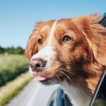Keeping Pets Cool in the Hot Summer Months