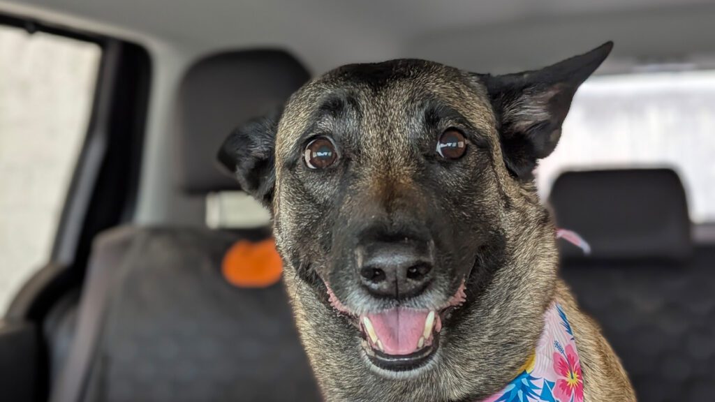 Traveling With Your Furry Companion: Safety and Preparedness for Every Pet Parent