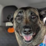 Traveling With Your Furry Companion: Safety and Preparedness for Every Pet Parent