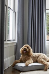 Designer Draperies drapery laying dog