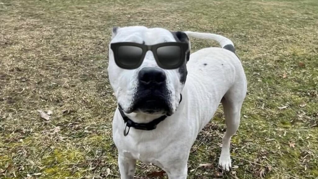 Through Their Eyes: A Quick Guide to Your Pet’s Eye Health